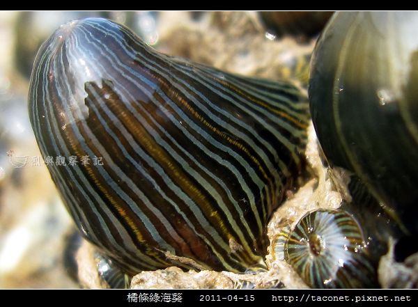 橘條綠海葵_08.jpg