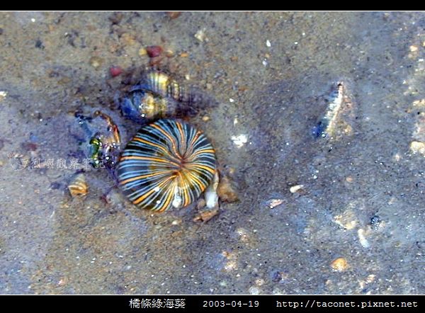 橘條綠海葵_03.jpg