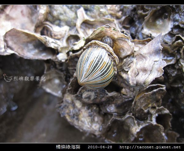 橘條綠海葵_07.jpg