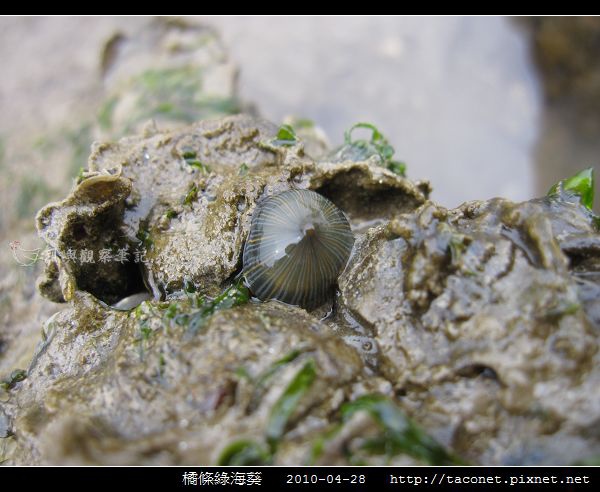 橘條綠海葵_06.jpg