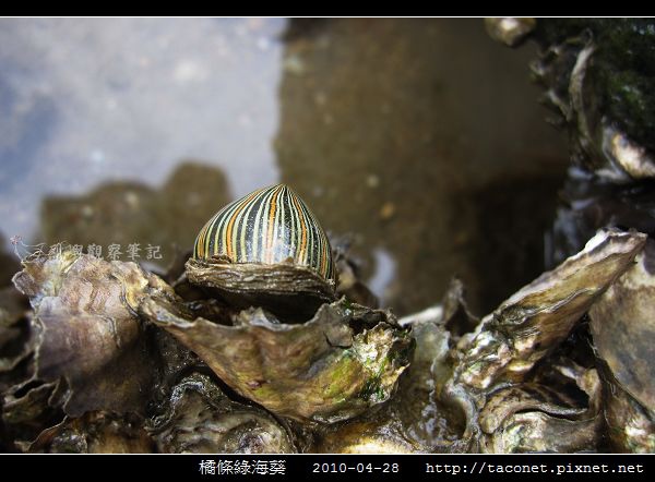 橘條綠海葵_05.jpg