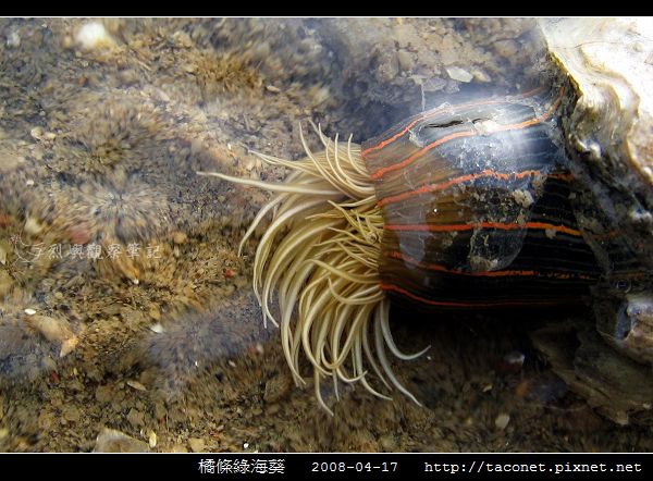 橘條綠海葵_04.jpg