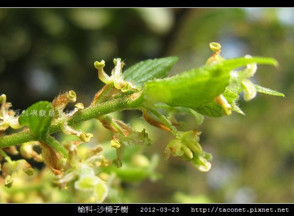 榆科-沙楠子樹相簿封面
