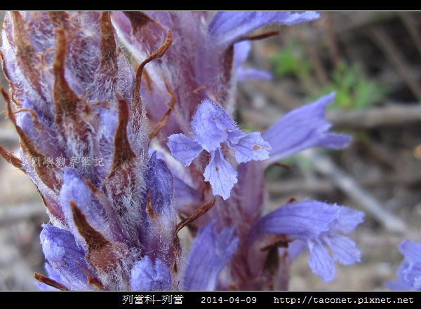 列當科-列當_09.jpg