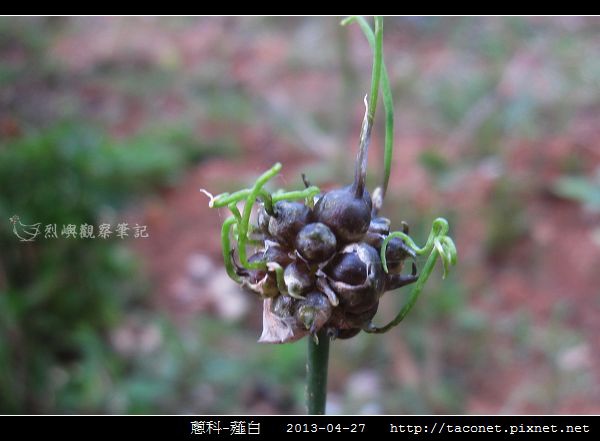 蔥科-薤白_09.jpg