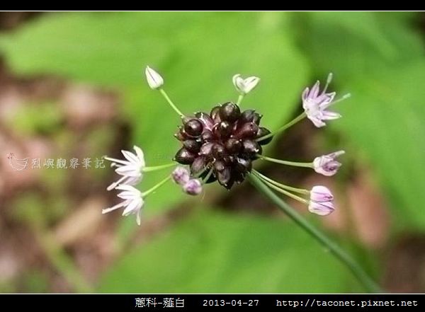 蔥科-薤白_08.jpg