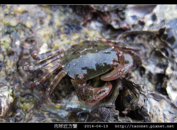 弓蟹科-肉球近方蟹相簿封面