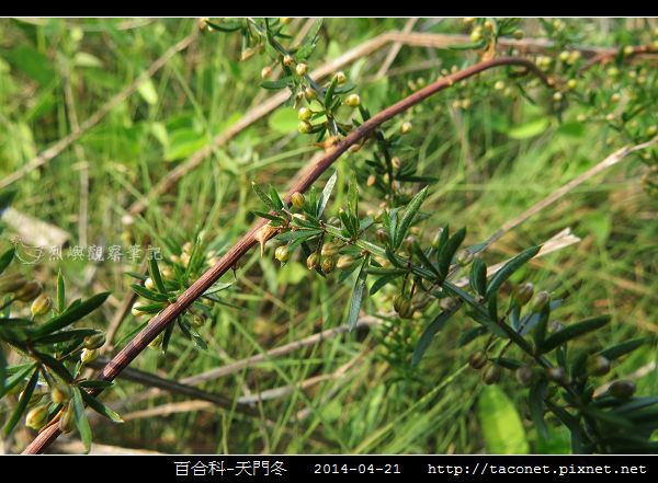 百合科-天門冬相簿封面
