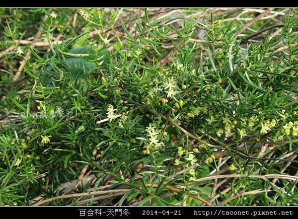 百合科-天門冬_10.jpg