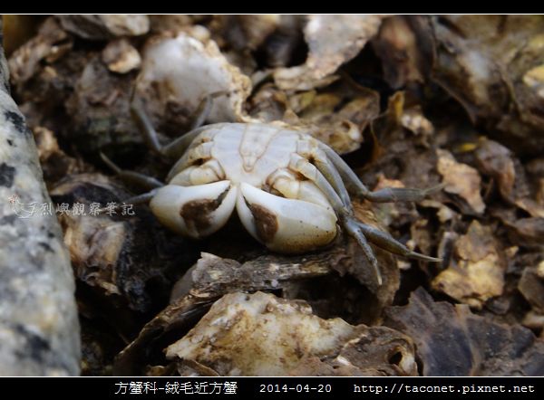 方蟹科-絨毛近方蟹_04.jpg