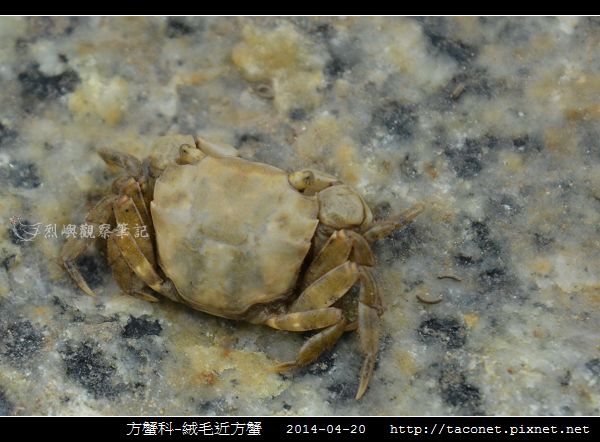 方蟹科-絨毛近方蟹_01.jpg