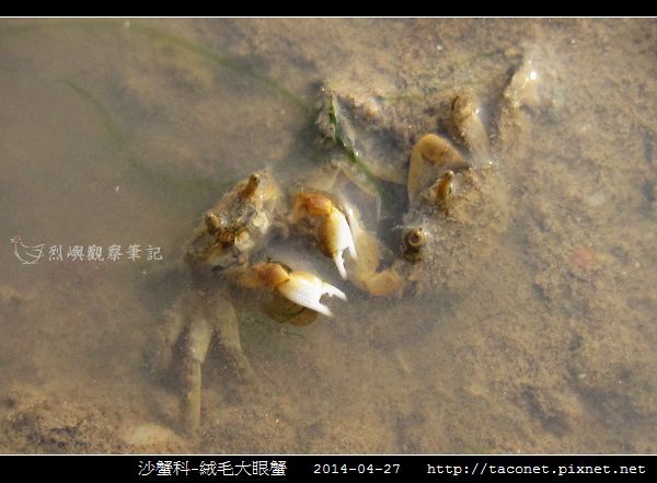 絨毛大眼蟹_06.jpg