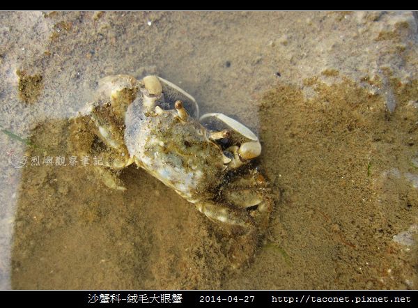 絨毛大眼蟹_05.jpg