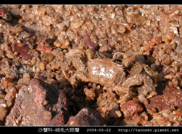 絨毛大眼蟹_01.jpg