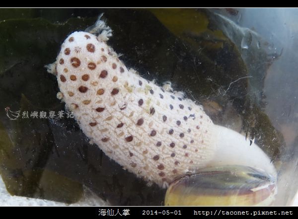 海仙人掌_04.jpg