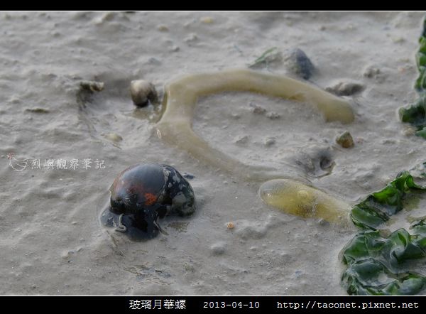 玻璃月華螺_01.jpg