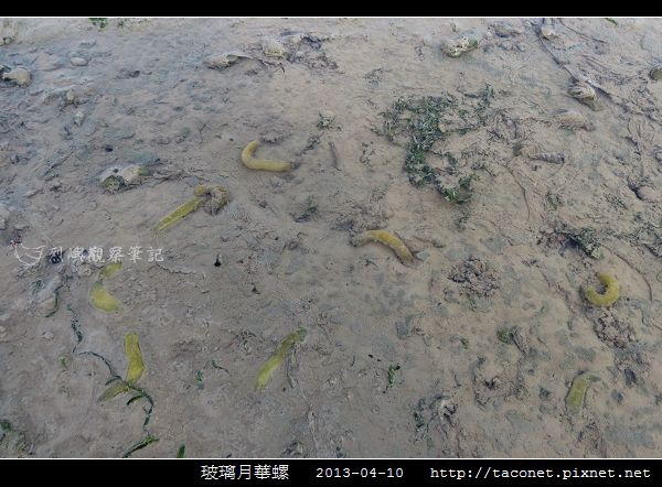 玻璃月華螺_10.jpg