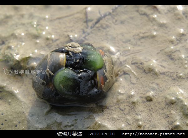 玻璃月華螺_09.jpg