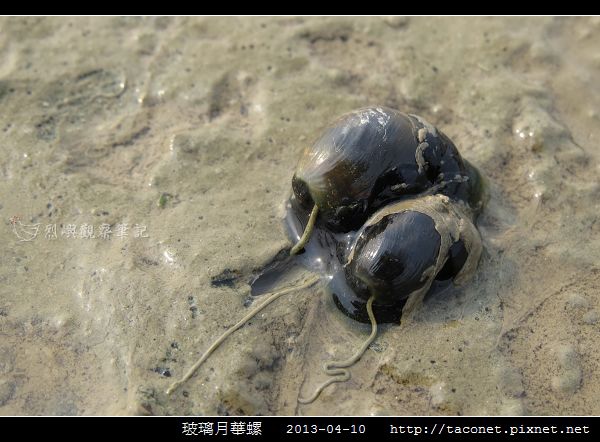 玻璃月華螺_08.jpg