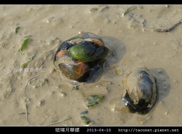 玻璃月華螺_07.jpg