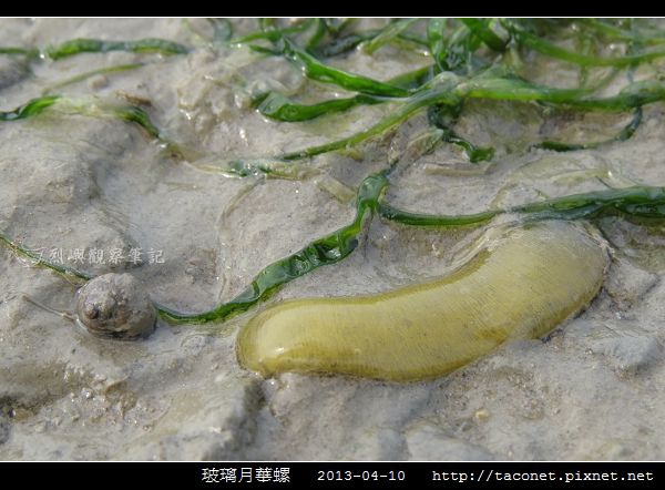 玻璃月華螺_06.jpg