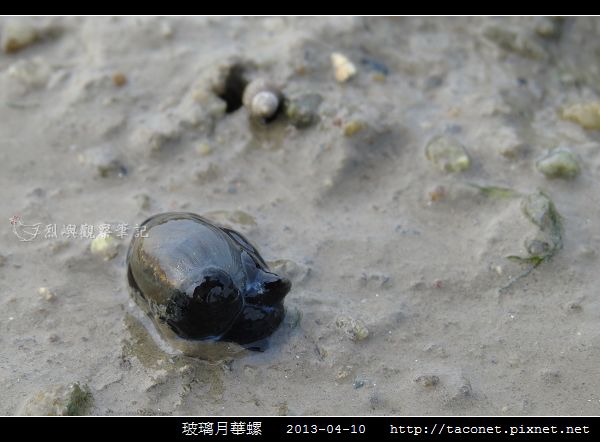 玻璃月華螺_04.jpg