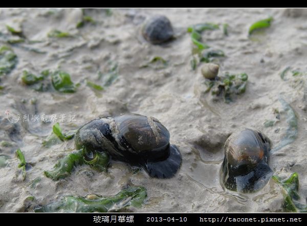 玻璃月華螺_03.jpg