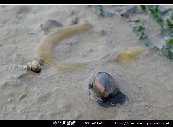 玻璃月華螺_02.jpg