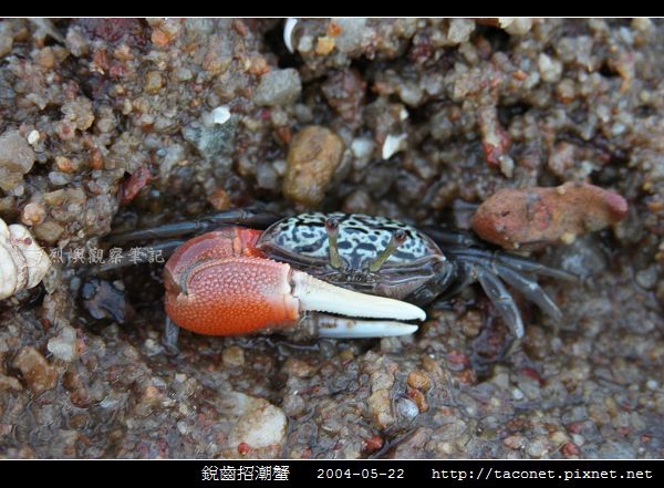 銳齒招潮蟹_08.jpg