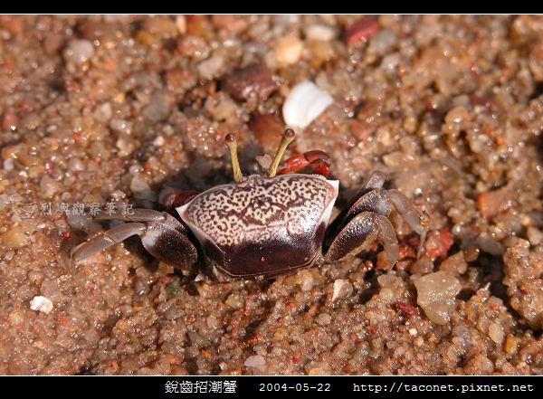 銳齒招潮蟹_11.jpg