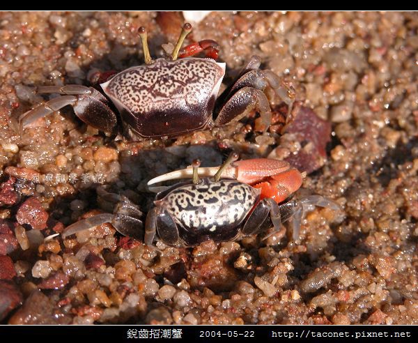 銳齒招潮蟹_10.jpg