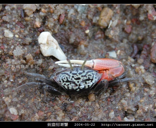 銳齒招潮蟹_09.jpg