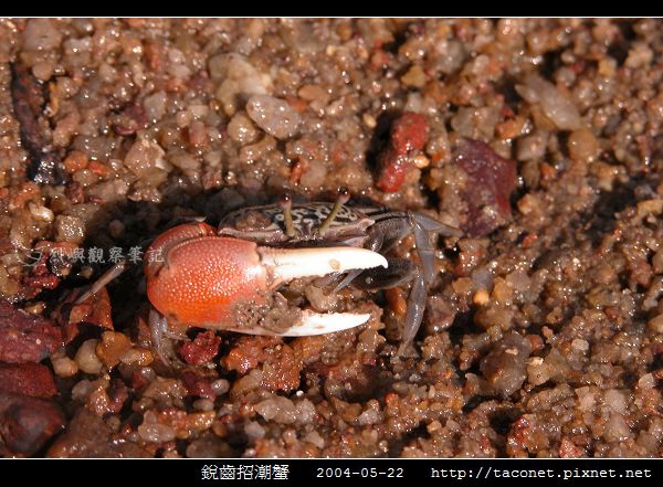 銳齒招潮蟹_07.jpg
