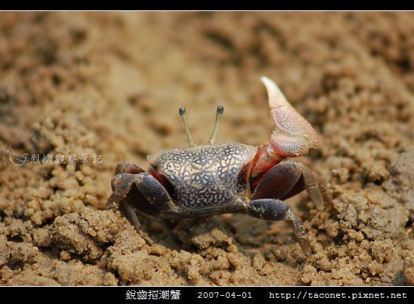 銳齒招潮蟹_03.jpg