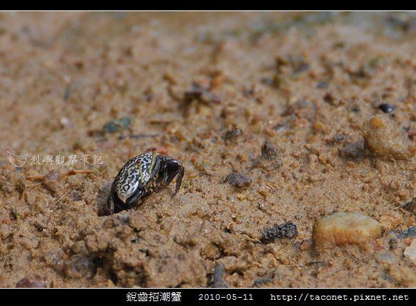 銳齒招潮蟹_01.jpg