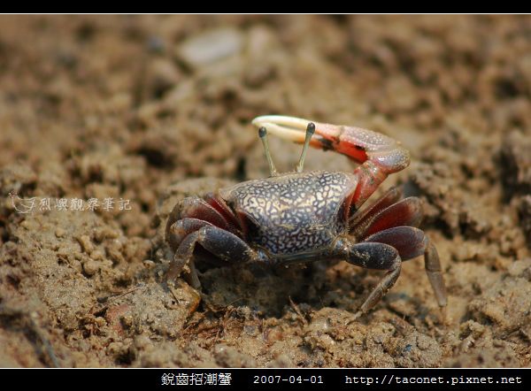銳齒招潮蟹_04.jpg