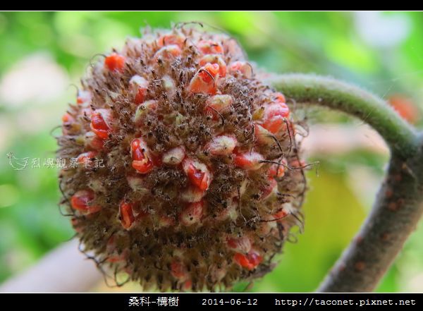 桑科-構樹_16.jpg