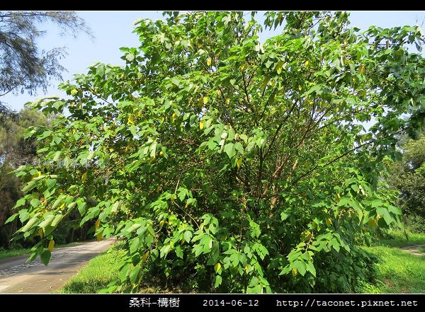 桑科-構樹_14.jpg