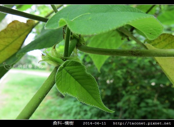 桑科-構樹_10.jpg