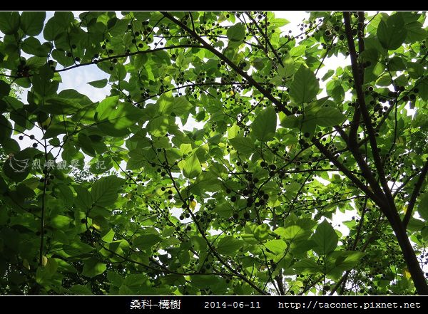 桑科-構樹_09.jpg