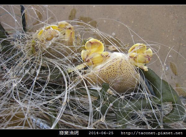 廢棄漁網_07.jpg