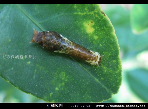 柑橘鳳蝶_03.jpg