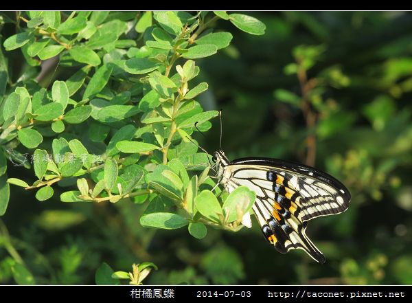 柑橘鳳蝶_10.jpg