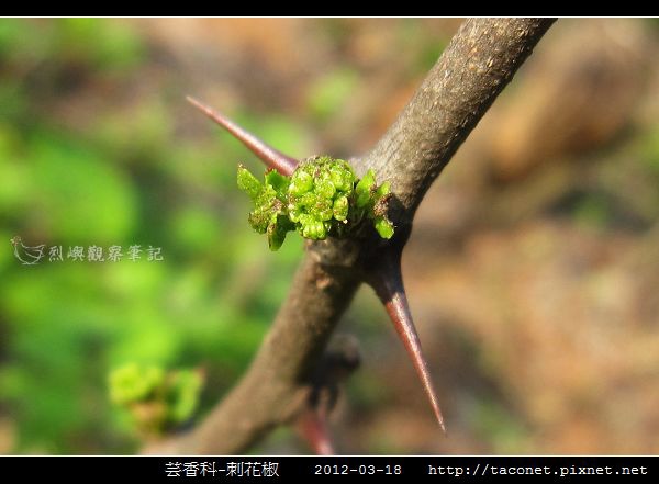 芸香科-刺花椒_08.jpg