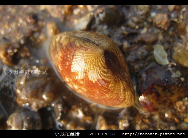 小眼花簾蛤_09.jpg