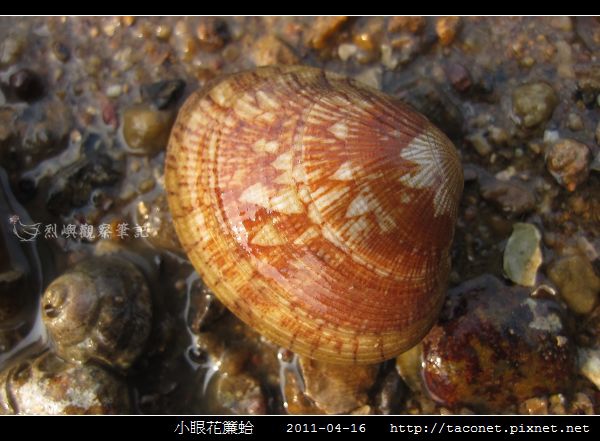 小眼花簾蛤_08.jpg