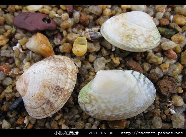 小眼花簾蛤_07.jpg