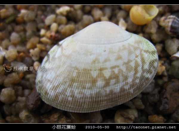 小眼花簾蛤_06.jpg