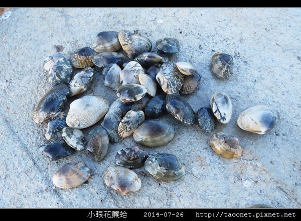 小眼花簾蛤_05.jpg