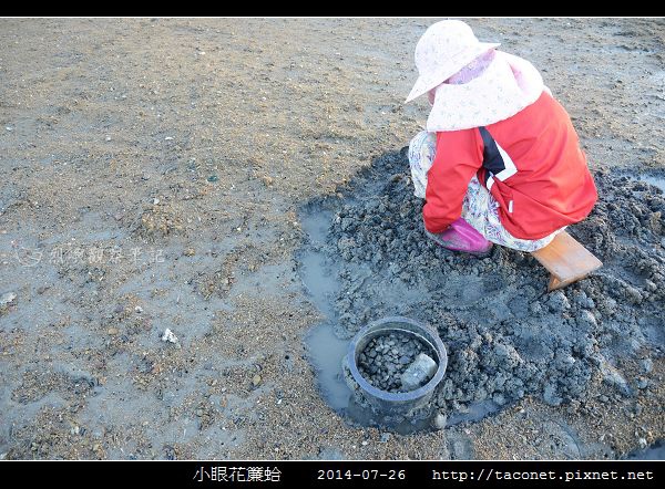 小眼花簾蛤_02.jpg